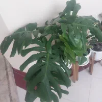 برگ انجیری مانسترا