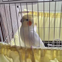 عروس هلندی جفت|پرنده|رودهن, |دیوار