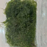 گیاه پلنت خزه