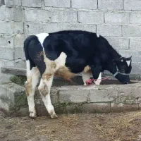 گاو گوساله نر سیمینتال