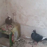 فروش یا معاوضه با مرغ یا خروس