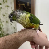 طوطی گرینچیک دستی سخنگو
