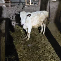 قیمت 65میلیون