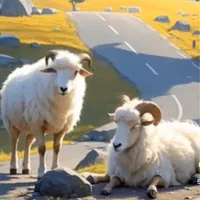 گوسفند   زنده  با باسکول دیجتالی