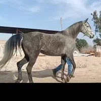 اسب .مادیان عرب خالص