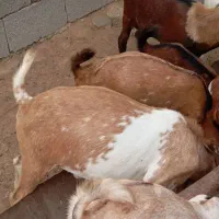 نری و گیسه فروشی|حیوانات مزرعه|قشم, |دیوار