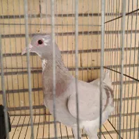 ماده لایه مگس پلنگ کلاهی