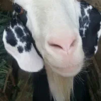 یک عدد بوز ماد جوان  فروشی