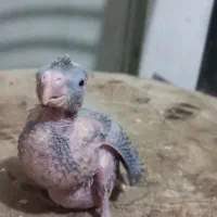 جوجه عروس‌هلندی سرلاکی