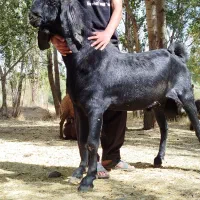 بز نر
