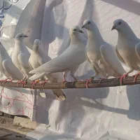 سفید بمبویی قدیمی اصیل به شرط