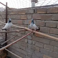 کله دم سبز|پرنده|پیر بکران, |دیوار