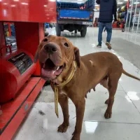 حیوانات گمشده