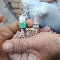 کفتر پلاکی مسافتی