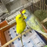 یک جفت مرغ عشق