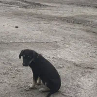 واگذاری رایگان|سگ|بابل, |دیوار