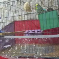 یک جفت مرغ عشق مولد