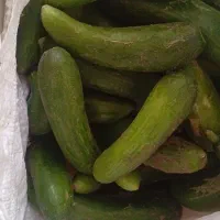خیار تازه