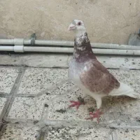 سارکاکلی ساده کلاغ دم خال دم سار سرخ پشتی|پرنده|مشهد, شیرودی|دیوار