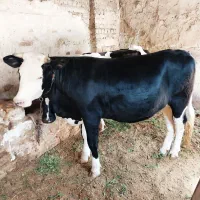 گاو