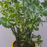 گل طبیعی|گل و گیاه طبیعی|گلبهار, شهر جدید گلبهار|دیوار