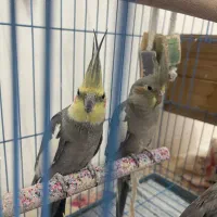 عروس هلندی