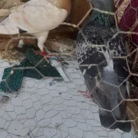 دوتا دورگ معاوضه با تک پر