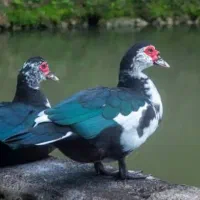 اردک اسرایلی