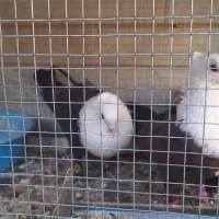 کبوتر کله سفید جوجه طوقی سیاه واکسی جوجه|پرنده|شاهینشهر, فرودگاه هسا|دیوار