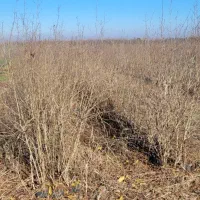 نهال|خدمات باغبانی و درختکاری|دلند, |دیوار