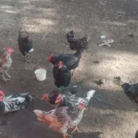 خروس گلین جوان همه جوجه امسال|حیوانات مزرعه|شاهینشهر, خانه کارگر|دیوار