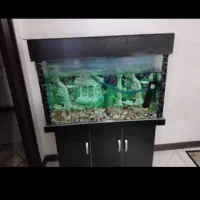 آکواریوم تمیز وسالم