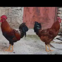 سه عدد مرغ و خروس محلی سالم