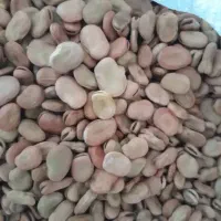 یک تن باقالی درجه یک برای بذر وخوراکی بفروش میرسد