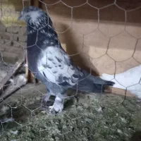 کفتر تهرانی|پرنده|ری, شهادت|دیوار