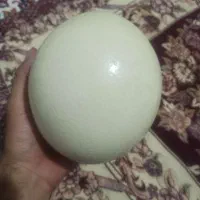 تخم خوراکی شتر مرغ درشت و سنگین