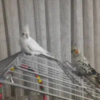 یک جفت عروس هلندی درجه یک|پرنده|برخوار, |دیوار