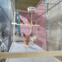 تعدادی قناری رسمی|پرنده|همدان, |دیوار