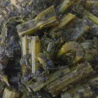 کرفس خام و سرخ شده