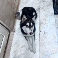 توله هاسکی و گرگ|سگ|تهران, والفجر (افسریه)|دیوار