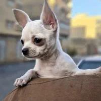 شیواوا