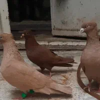 کبوتر زرد‌،سرخ، زاغ دورگ