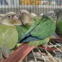 خرید فروش معاوضه طوطی گرینچیک راهب دستی سخنگو|پرنده|تهران, دردشت|دیوار