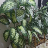 چهار عدد گل زیبا