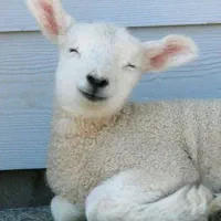 معاوضه دام زنده با نیسان مدل پایین