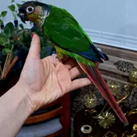 گرین چیک نر شاه تخم  رقاص پروازی رام سخنگو|پرنده|شیراز, شهرک امام حسن|دیوار