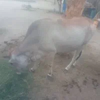 گاو ماده  سالم  و آبستن