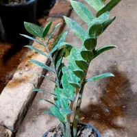 بنجامین زاموفیلیا