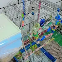 عروس هلندی سخنگو|پرنده|دورود, |دیوار