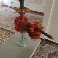 قیلون